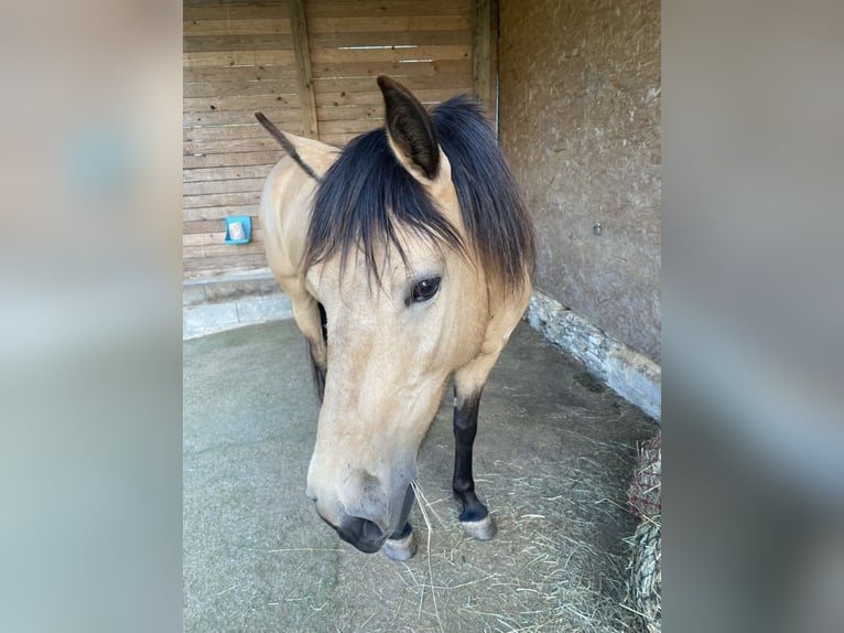 Andalusian Mare 11 years 15,1 hh Buckskin in Kirchberg