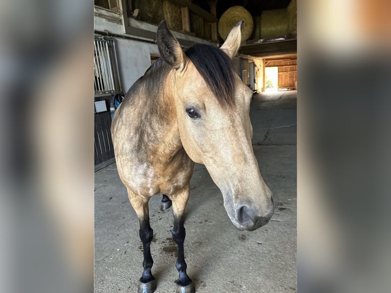 Andalusian Mare 11 years 15,1 hh Buckskin in Kirchberg