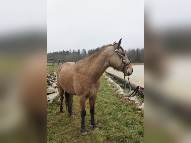 Andalusian Mare 11 years 15,1 hh Buckskin in Kirchberg