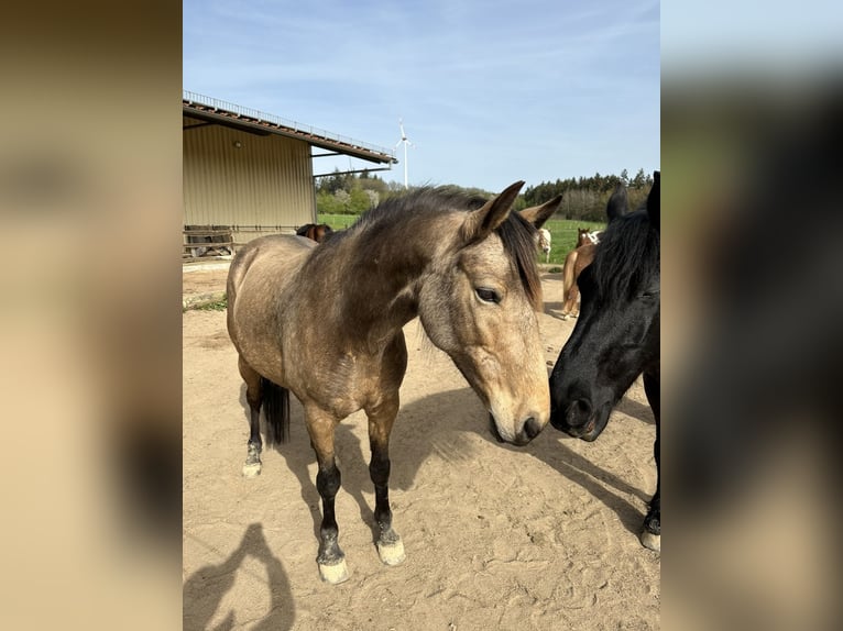 Andalusian Mare 11 years 15,1 hh Buckskin in Kirchberg