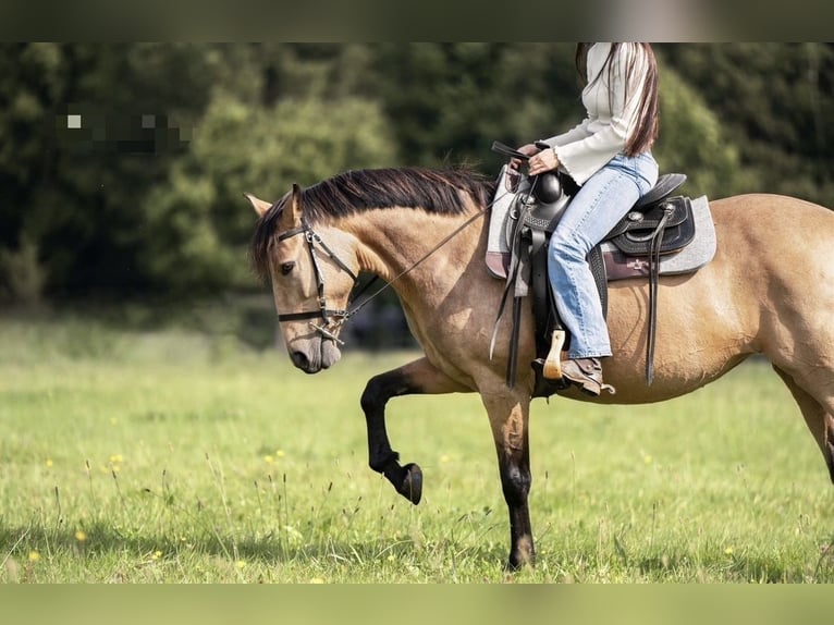 Andalusian Mare 11 years 15,1 hh Buckskin in Kirchberg