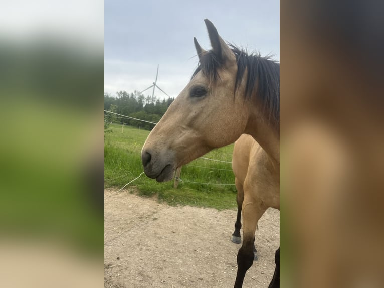 Andalusian Mare 11 years 15,1 hh Buckskin in Kirchberg