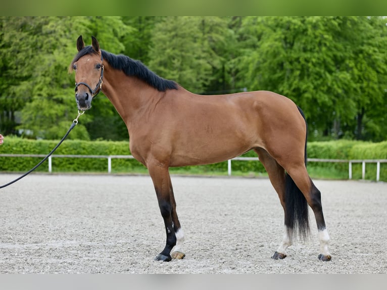Andalusian Mare 11 years 15,2 hh Brown in Neustadt (Wied)