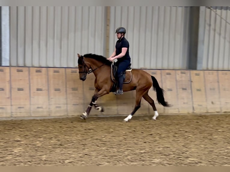 Andalusian Mare 11 years 15,2 hh Brown in Neustadt (Wied)