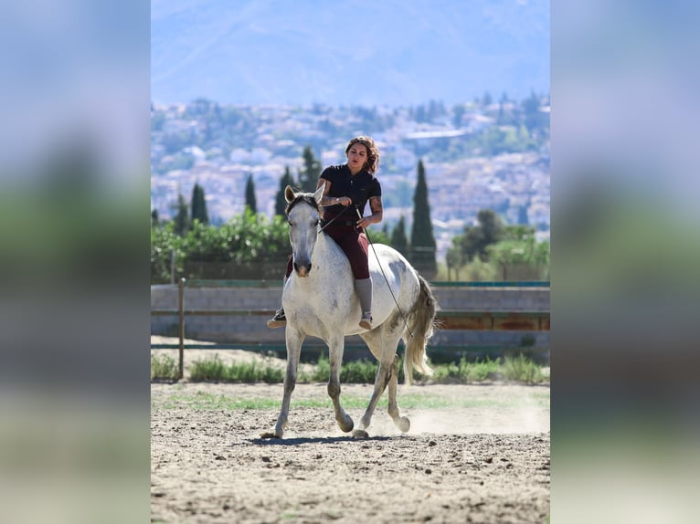 Andalusian Mix Mare 11 years 15.2 hh Grey in Coin