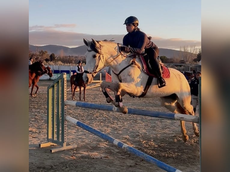 Andalusian Mix Mare 11 years 15.2 hh Grey in Coin