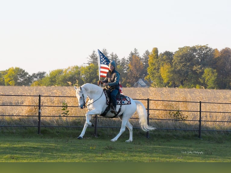 Andalusian Mare 11 years 15,2 hh White in Oelwein, IA