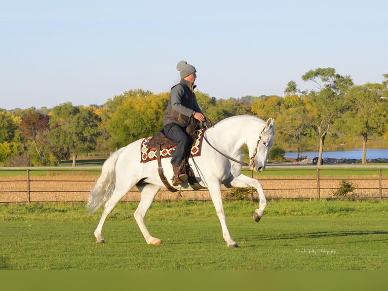 Andalusian Mare 11 years 15,2 hh White in Oelwein, IA