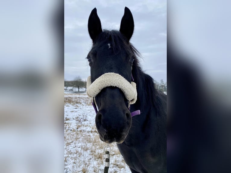 Andalusian Mare 11 years 15,3 hh Black in Sáta