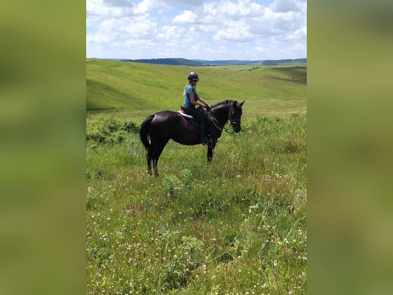 Andalusian Mare 11 years 15,3 hh Black in Sáta