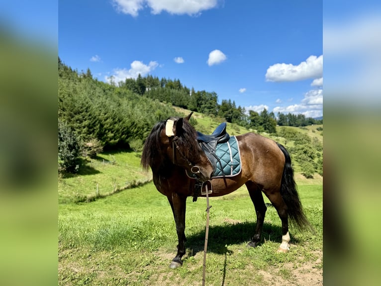 Andalusian Mare 11 years 15 hh Smoky-Black in Offenburg