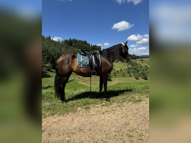 Andalusian Mare 11 years 15 hh Smoky-Black in Offenburg