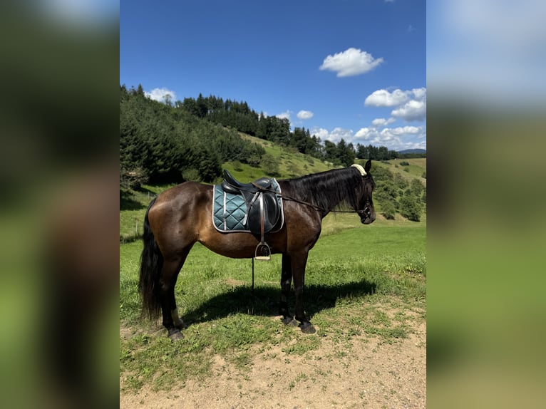 Andalusian Mare 11 years 15 hh Smoky-Black in Offenburg