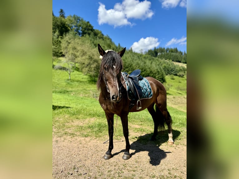 Andalusian Mare 11 years 15 hh Smoky-Black in Offenburg