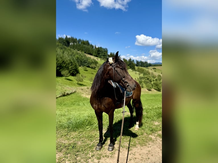 Andalusian Mare 11 years 15 hh Smoky-Black in Offenburg