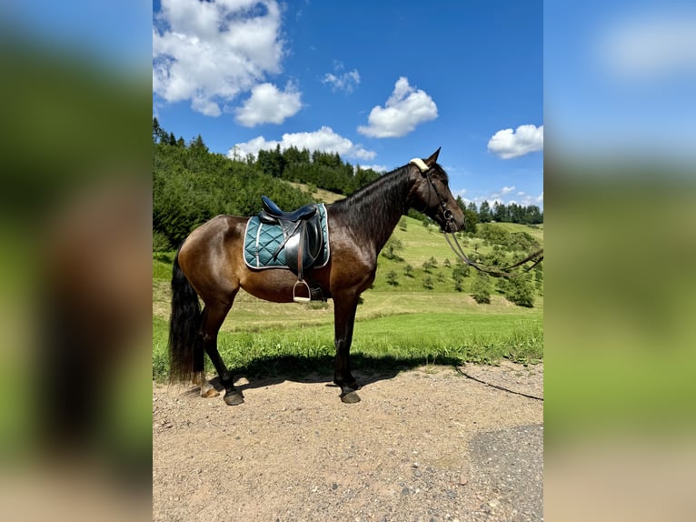 Andalusian Mare 11 years 15 hh Smoky-Black in Offenburg