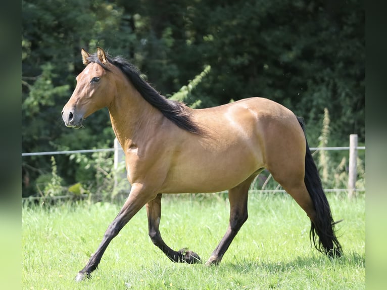 Andalusian Mare 11 years 15,1 hh Brown in Berlin