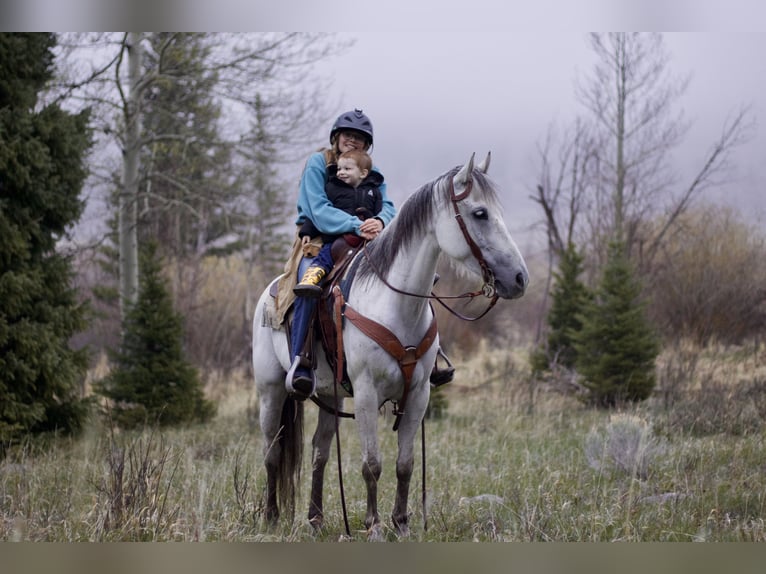Andalusian Mare 11 years 15,1 hh Gray in Fort Collins, CO