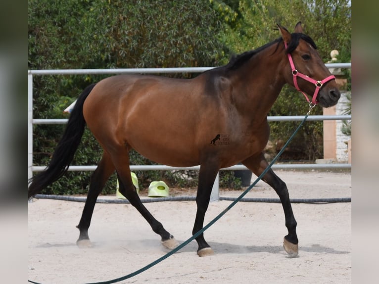 Andalusian Mare 11 years 15,2 hh Brown in Mallorca