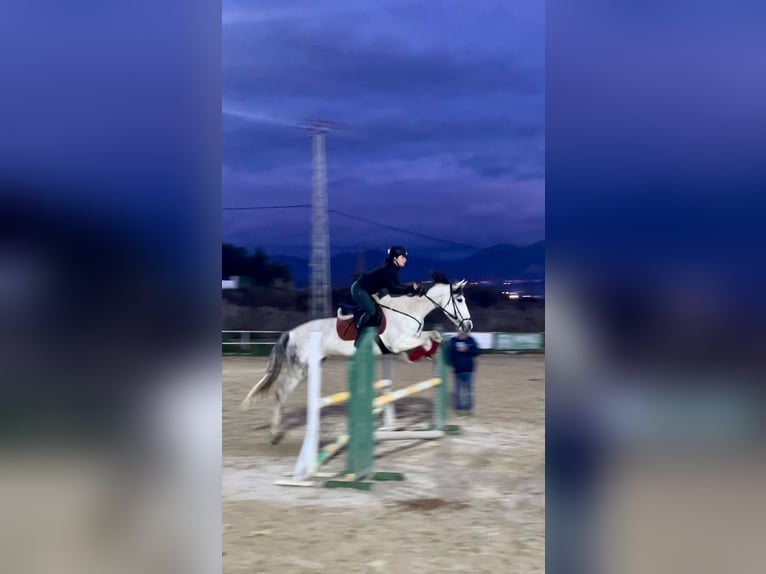 Andalusian Mix Mare 11 years 15,2 hh Grey in Coin