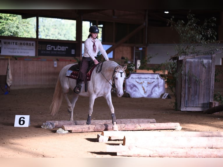 Andalusian Mare 11 years 15,2 hh Perlino in Kasendorf