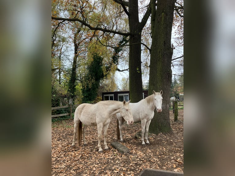 Andalusian Mare 11 years 15,3 hh Perlino in Schmachtenhagen