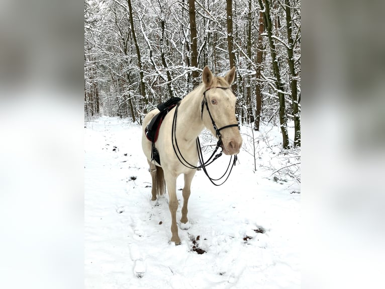 Andalusian Mare 11 years 15,3 hh Perlino in Schmachtenhagen