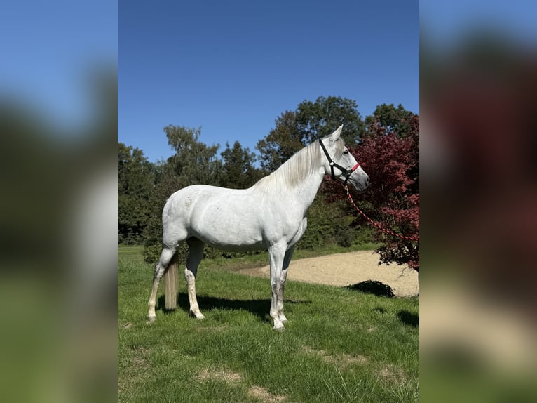 Andalusian Mare 11 years 16 hh Grey in Achstetten