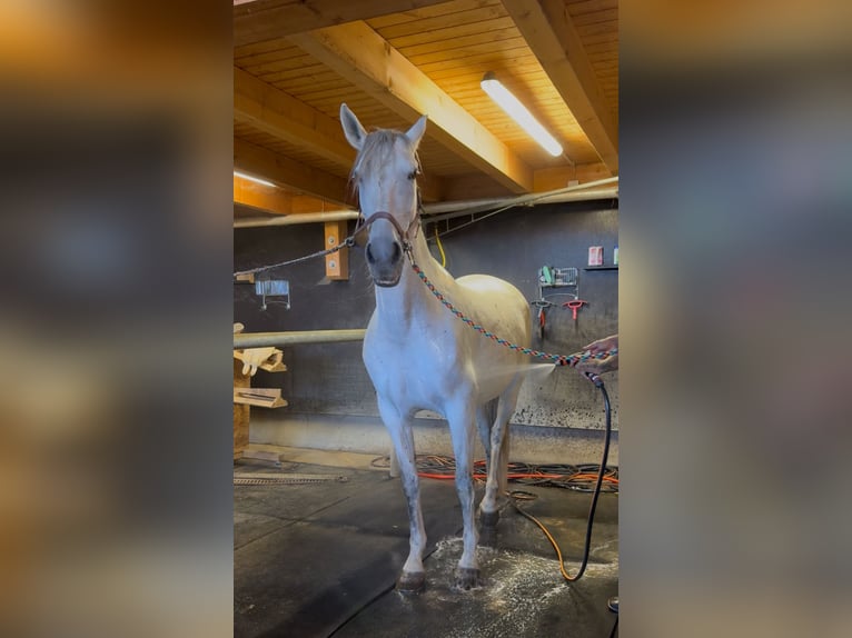 Andalusian Mare 11 years 16 hh Grey in Achstetten