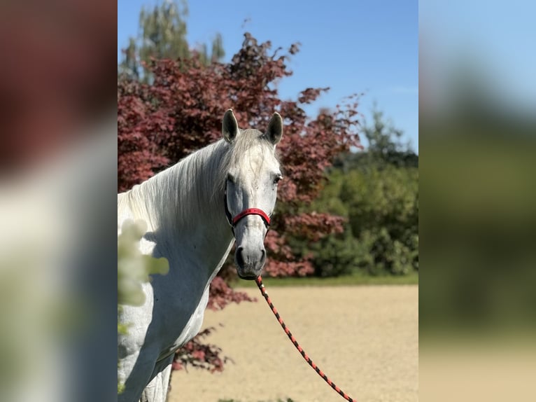 Andalusian Mare 11 years 16 hh Grey in Achstetten
