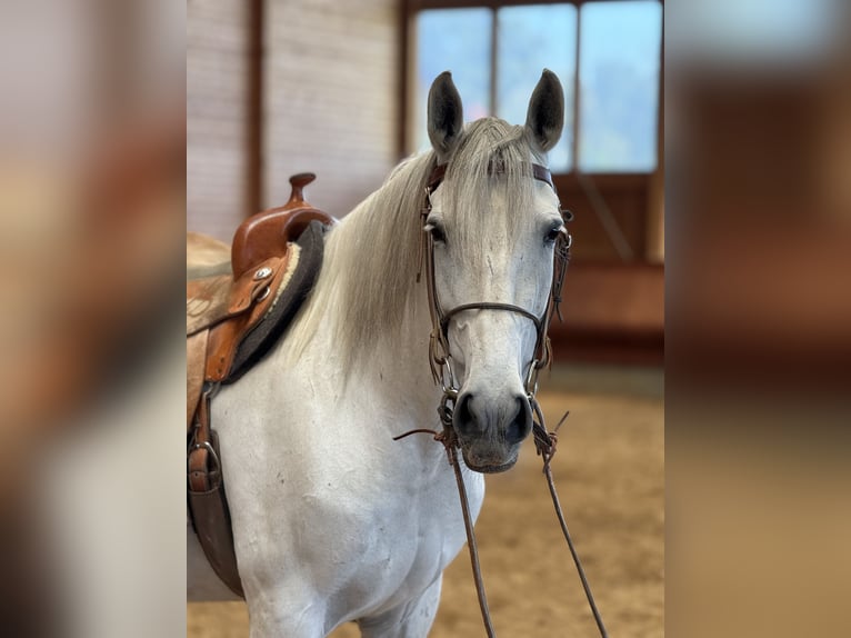 Andalusian Mare 11 years 16 hh Grey in Achstetten