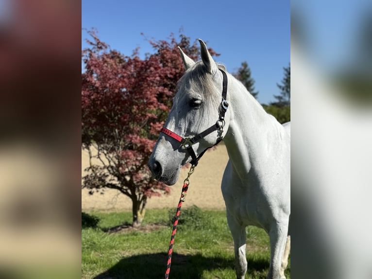 Andalusian Mare 11 years 16 hh Grey in Achstetten