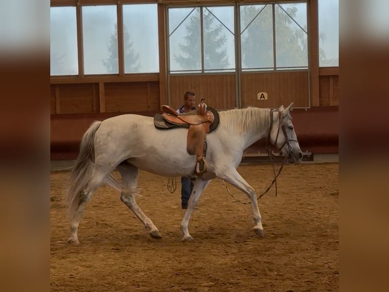 Andalusian Mare 11 years 16 hh Grey in Achstetten