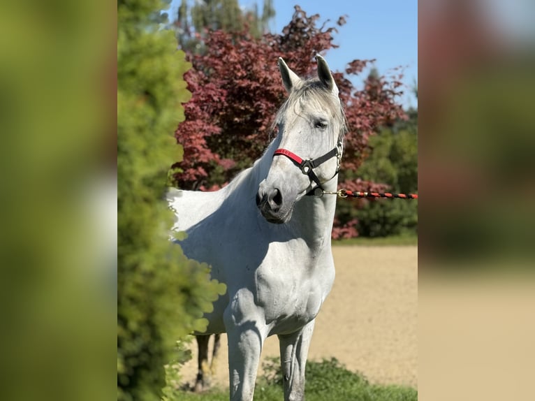 Andalusian Mare 11 years 16 hh Grey in Achstetten