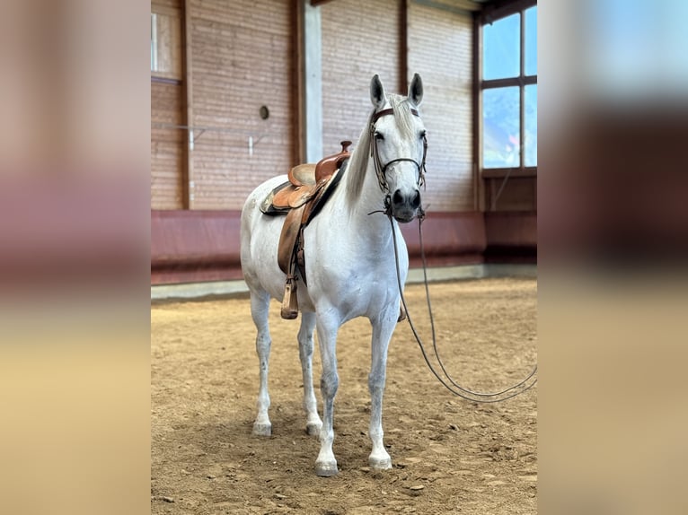 Andalusian Mare 11 years 16 hh Grey in Achstetten