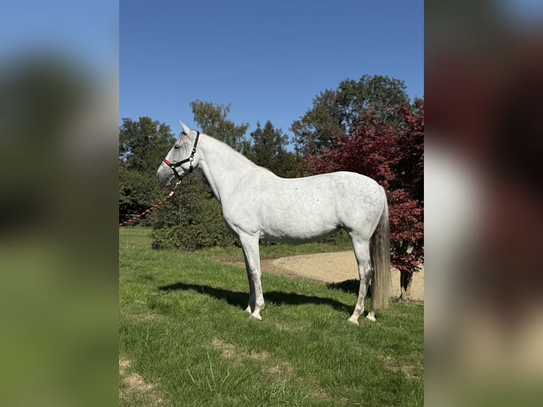 Andalusian Mare 11 years 16 hh Grey in Achstetten
