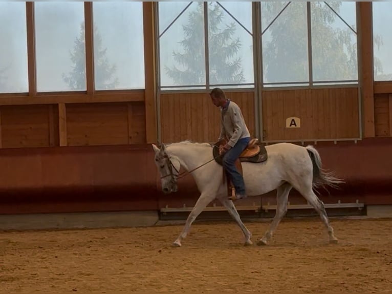 Andalusian Mare 11 years 16 hh Grey in Achstetten