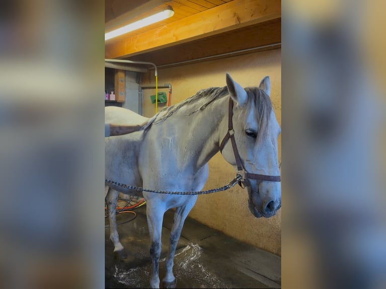 Andalusian Mare 11 years 16 hh Grey in Achstetten