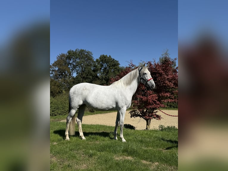Andalusian Mare 11 years 16 hh Grey in Achstetten