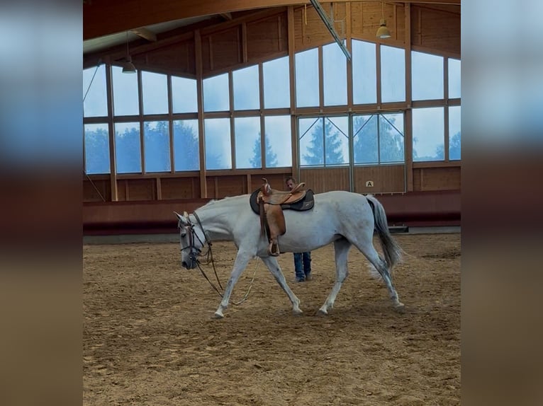 Andalusian Mare 11 years 16 hh Grey in Achstetten