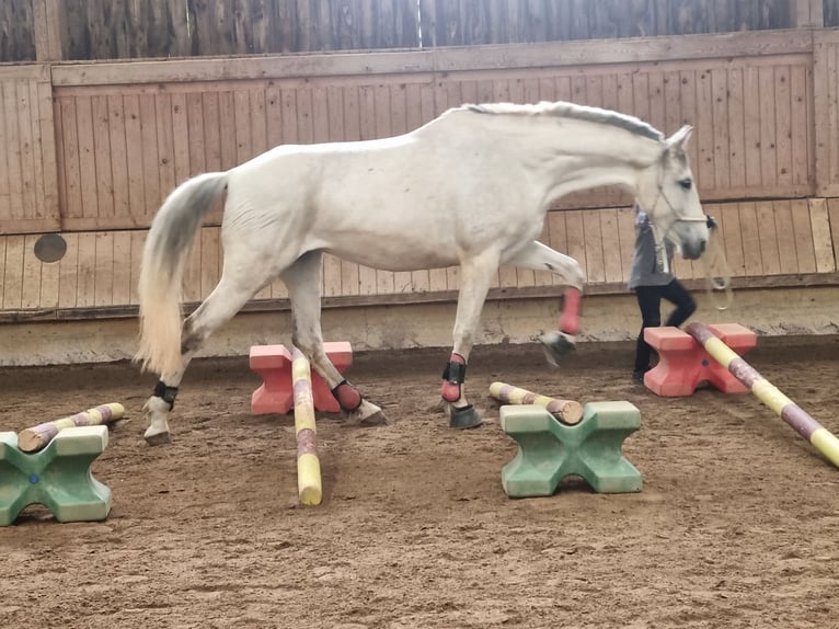 Andalusian Mare 11 years 16,2 hh Grey in Waltenhofen