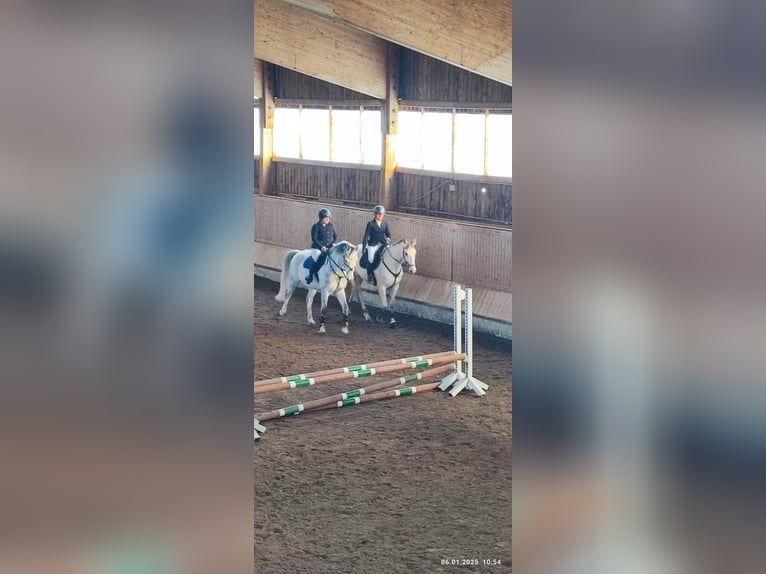 Andalusian Mare 11 years 16,2 hh Grey in Waltenhofen