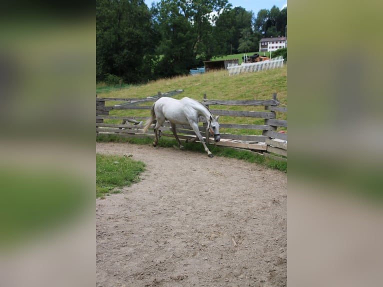 Andalusian Mare 11 years 16,2 hh Grey in Waltenhofen
