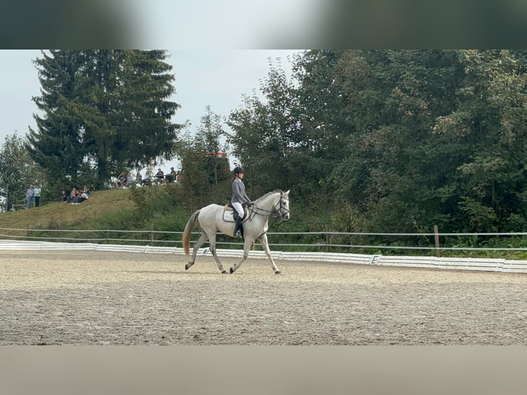 Andalusian Mare 11 years 16,2 hh Grey in Waltenhofen