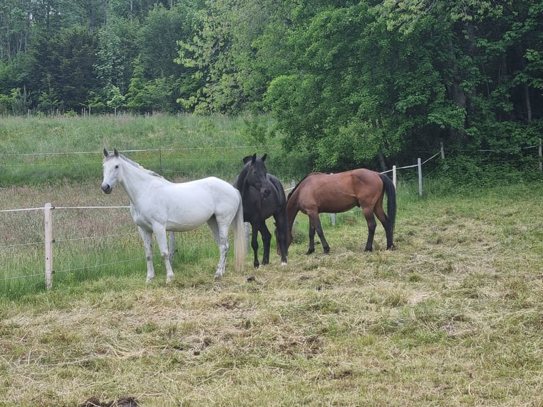 Andalusian Mare 11 years 16,2 hh Grey in Waltenhofen