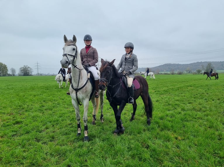 Andalusian Mare 11 years 16,2 hh Grey in Waltenhofen