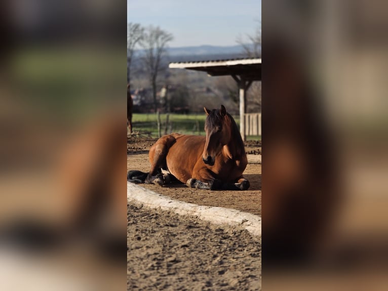 Andalusian Mare 11 years Brown in Bad Bellingen
