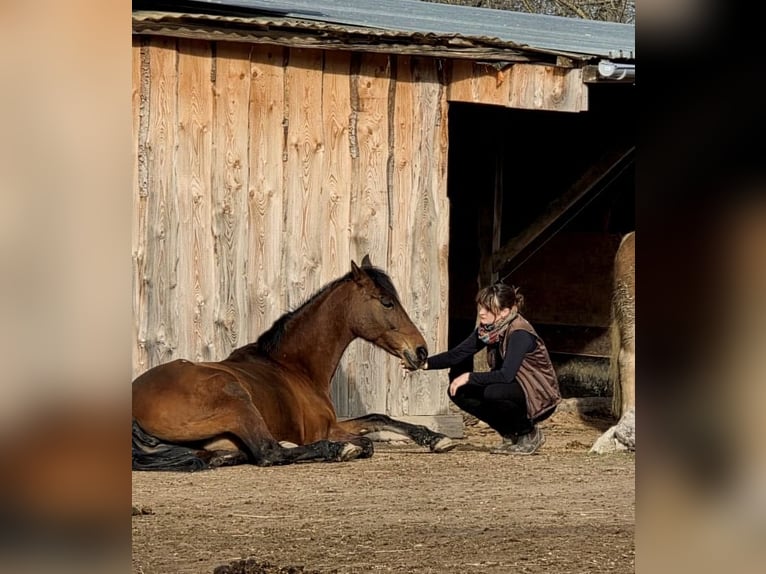 Andalusian Mare 11 years Brown in Bad Bellingen