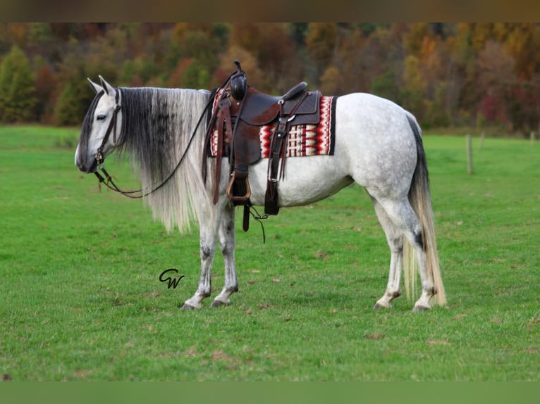 Andalusian Mare 11 years Grey-Dapple in Beaver Springs