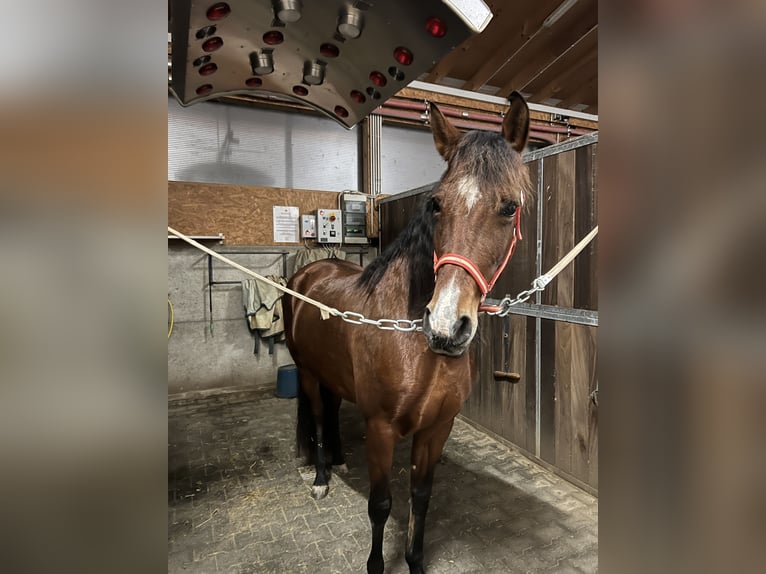 Andalusian Mix Mare 11 years in Haldenwang